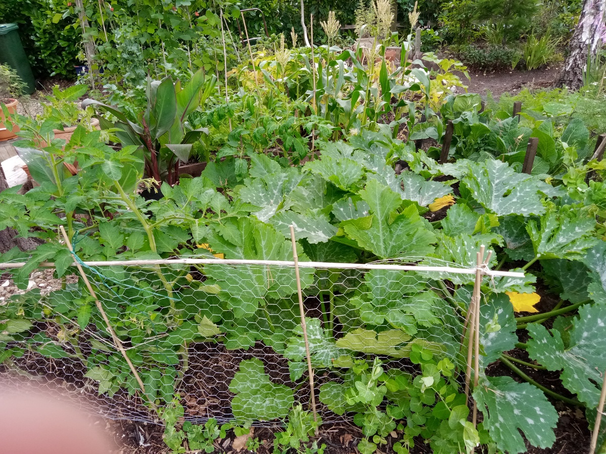 Vegetables 1